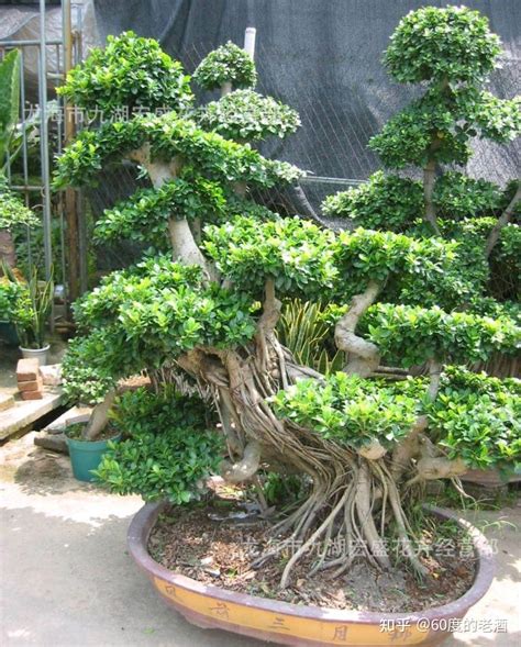 风水树有哪些_常见宅院风水树有哪些,第17张 风水树有哪些_常见宅院风水树有哪些,第17张